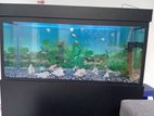 Fish Tank