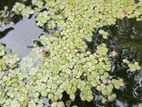 Fish Tank Plant