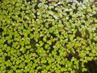 Fish Tank Plants