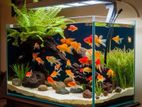 Fish Tank