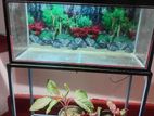 Fish Tank Full Set