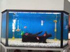Fish Tank