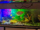 Fish Tank Set