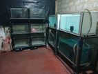 Fish Tank Lot