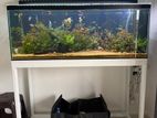 Fish Tank Setup