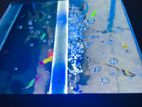 Fish Tank Setup