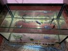 Fish Tank with Betta