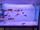 Fish Tank with Accessories