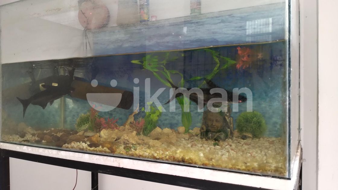 Fish Tank with Accessories in Galle City ikman