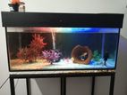 Fish Tank Full set