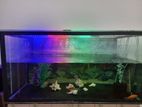 Fish Tank with All Accesories