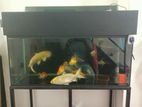 Fish Tank with All Accessories