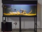 Fish Tank With All Accessories