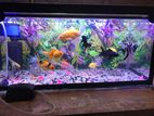 Fish Tank With All Accessorys