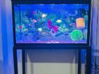 Fish Tank with All equipments