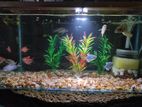 Fish Tank With All Equipments