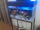 Fish Tank with Equipment