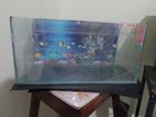 Fish Tank with And Stone 18 Inches