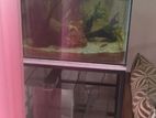 Fish Tank with Box Bar Stand