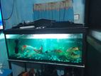 Fish Tank with Carf