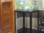 Fish Tank with Fishes