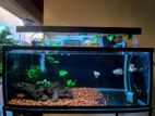 Fish Tank with Filter