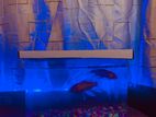 Fish Tank with