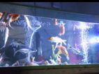 Fish Tank with Fishes