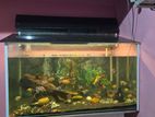 Fish Tank With Fishes