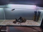 Fish Tank With Fishes