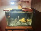 Fish with Tank