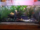 Gold Fish with Tank