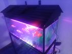 fish tank with fish's