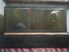 Fish Tank