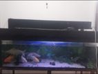 Fish Tank with