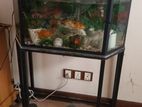 Fish Tank