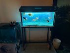 Fish Tank with Fishes