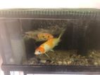 Fish Tank with Fishes
