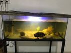 Fish Tank With