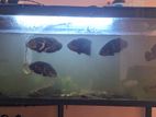 Fish Tank