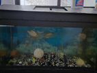 Fish Tank with Roof Stand