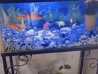 Fish Tank