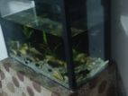 Fish Tank With Accessories