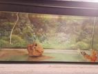 Fish Tank with Fishes