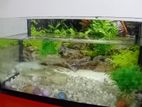 Fish Tank with Fishes