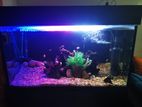 Fish Tank With Full Accosories