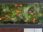 Fish Tank with Full Set