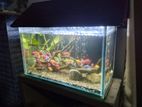 Fish Tank with