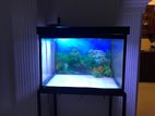 Fish Tank with Holder