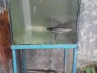 Fish Tank with Iron Stand